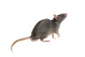 Side view of a gray little fluffy and smart rat on an isolated background