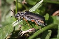 Side view of a gray Lytta Blister Beetle crawling up blades of green grass.