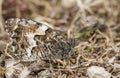 The side view of a Grayling Butterfly, Hipparchia semele perched on the ground with its wings closed. Royalty Free Stock Photo