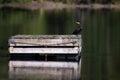 Side view of a great black cormorant standing on floating dock looking back Royalty Free Stock Photo