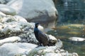 Side view of great cormorant perched on rocks forming a natural dam