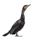 Side view of a Great Cormorant, Phalacrocorax carbo, also known Royalty Free Stock Photo