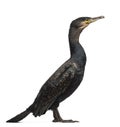 Side view of a Great Cormorant, Phalacrocorax carbo, also known Royalty Free Stock Photo