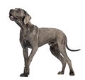 Side view of a Great Dane, 10 months old, barking in front of white background Royalty Free Stock Photo