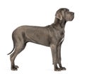Side view of a Great Dane, 10 months old, in front of white back Royalty Free Stock Photo