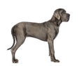 Side view of a Great Dane, 10 months old, in front of white back Royalty Free Stock Photo