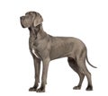 Side view of a Great Dane, 10 months old, in front of white back Royalty Free Stock Photo