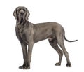 Side view of a Great Dane, 10 months old, in front of white back Royalty Free Stock Photo