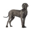 Side view of a Great Dane, 10 months old, in front of white back