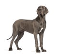 Side view of a Great Dane, 10 months old, looking away in front Royalty Free Stock Photo