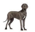 Side view of a Great Dane, 10 months old, looking at the camera Royalty Free Stock Photo