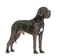 Side view of a Great Dane, 2 years old, in front of white background Royalty Free Stock Photo