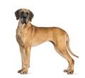 Side view of a Great Dane, 4 years old, in front of white background Royalty Free Stock Photo