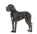 Side view of a Great Dane, 2 years old, in front of white background Royalty Free Stock Photo