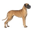 Side view of a Great Dane, 4 years old, in front of white background Royalty Free Stock Photo
