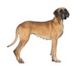 Side view of a Great Dane, 4 years old, in front of white background Royalty Free Stock Photo