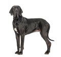 Side view of a Great Dane, 2 years old, looking at the camera in Royalty Free Stock Photo