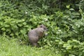 Greedy well-fed groundhog eating small wild flowers Royalty Free Stock Photo