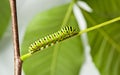 Side View of Green caterpillar in garden Royalty Free Stock Photo