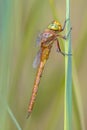 Side view of Green eyed hawker on reed background