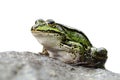 Isolated green frog on a rock Royalty Free Stock Photo