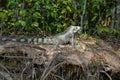 Side view of a Green Iguana (Iguana iguana) on a riverbank, Pantanal Wetlands