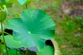 The side view of green lotus leaf with drop of fresh water close up ,for backdrop Royalty Free Stock Photo