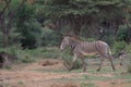 side view of a grevy\'s zebra walking in the wild semi arid savannah and woodlands of buffalo springs national reserve, kenya