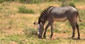 Zebra foal in grassland, national park africa Royalty Free Stock Photo