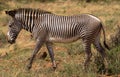 Zebra in grassland, national park africa Royalty Free Stock Photo