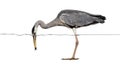 Side view of a Grey Heron catching a fish under water line Royalty Free Stock Photo