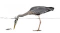 Side view of a Grey Heron fishing, head under water Royalty Free Stock Photo