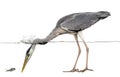 Side view of a Grey Heron looking at a fish, under water Royalty Free Stock Photo