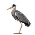 Side view of a Grey Heron standing, Ardea cinerea