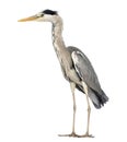 Side view of an Grey Heron standing, Ardea Cinerea Royalty Free Stock Photo