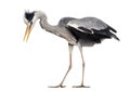 Side view of a Grey Heron upset, flapping its wings