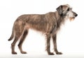 Side View Of A Grey Irish Wolfhound Dog Standing On White Background Royalty Free Stock Photo
