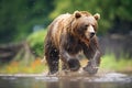 side view of grizzly running in shallow water Royalty Free Stock Photo