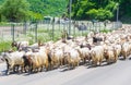 Sheeps on the road