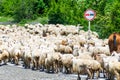 Sheeps on the road
