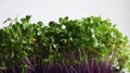 Side View Of Growing Kohlrabi Microgreens Bunch Detailed Stock Photo Royalty Free Stock Photo