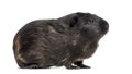 Side view of a Guinea pig Royalty Free Stock Photo