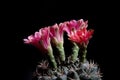 Side view of gymnocalycium baldianum against dark background Royalty Free Stock Photo