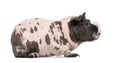 Side view of hairless guinea pig, isolated Royalty Free Stock Photo