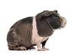 Side view of hairless guinea pig, isolated Royalty Free Stock Photo