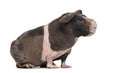 Side view of hairless guinea pig, isolated Royalty Free Stock Photo