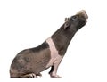 Side view of a hairless guinea pig stretching the head Royalty Free Stock Photo