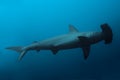 Side view of the hammerhead shark in ocean Royalty Free Stock Photo