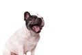 Side view of a happy french bulldog sticking out tongue