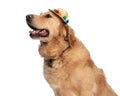 side view of happy golden retriever dog with hat panting and looking up side Royalty Free Stock Photo